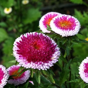 Può includere: Primo piano di fiori di aster rosa e bianchi con gocce di rugiada sui petali. I fiori sono in piena fioritura e hanno un aspetto vibrante e colorato.