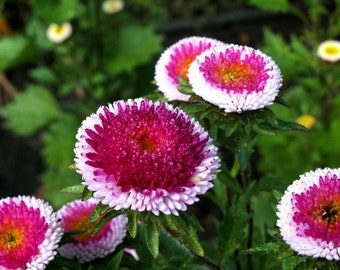 Aster HAY-NO-MARU, Aster rosa, Semillas de aster; 0,2 g, SW176