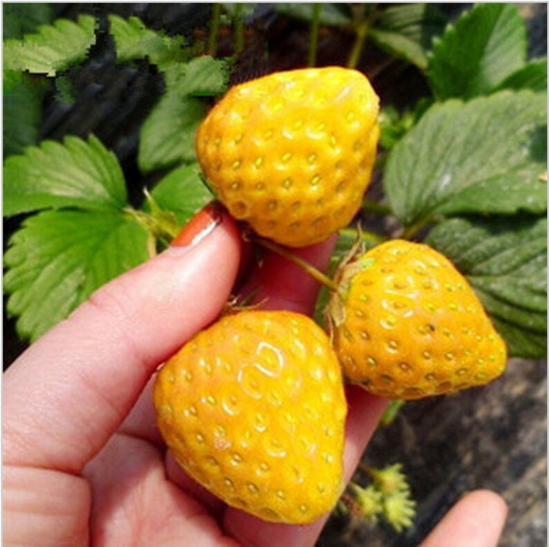 Strawberry Yellow Miracle 0.1 g Strawberry seeds sweet Etsy