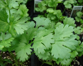 Coriander seeds 200 seeds, cilantro seeds, rare heirloom organic Ukrainian seeds SW241+track N