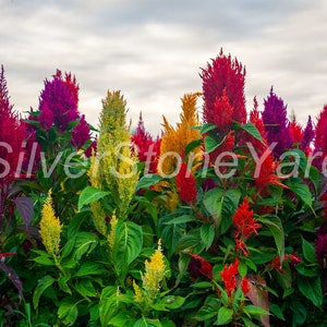 Amaranth seeds 1000 seeds Amaránthus tall mix Ukrainian organic seeds SW829