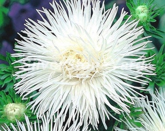 Asternaaldzaden, 150 zeldzame asterzaden, Aster Isolde, Oekraïense biologische zaden, SW929