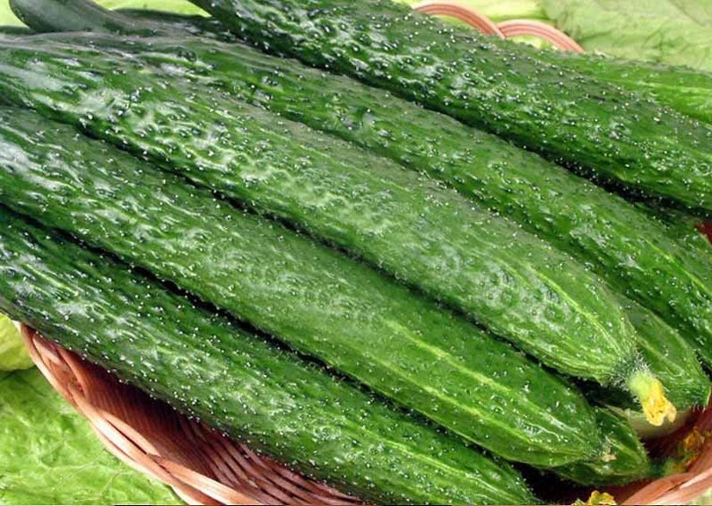 Semillas De Pepino Blanco 6g A $14.50 .: La Semillería - Foto 8