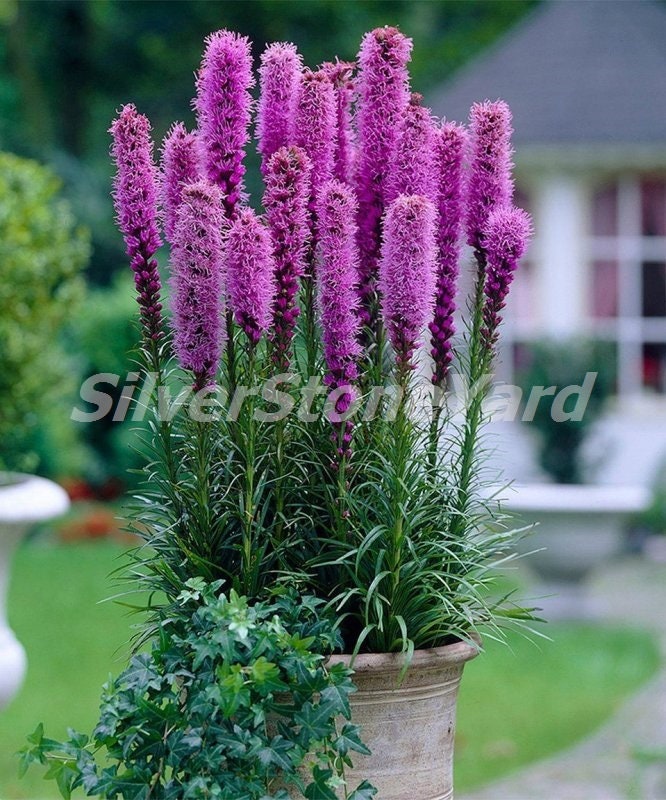 Liatris spicata seeds 30 Semillas de Liatris Liatris spicata seeds 30 Semillas de Liatris