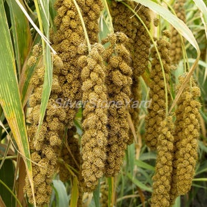 Setaria Italica 3000 seeds Foxtail Setária itálica subsp. Maximum Al. Chumiza Ukrainian organic seeds SW775 image 1