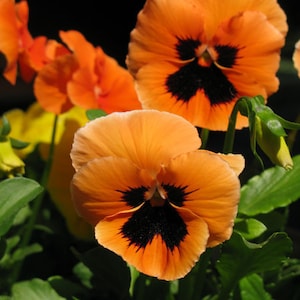 May include: Vibrant orange pansy flowers with distinct dark black centers and velvety petals. The blossoms feature rounded, overlapping petals with a deep, saturated orange hue and a prominent, star-shaped black marking at the base of each bloom.