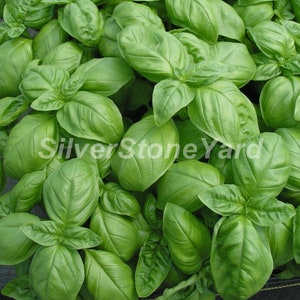 Basil seeds  50000 rare seeds  Basil Genovese Seeds  Ukrainian organic basil, SW924