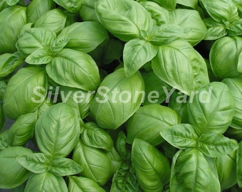 Basil seeds  50000 rare seeds  Basil Genovese Seeds  Ukrainian organic basil, SW924