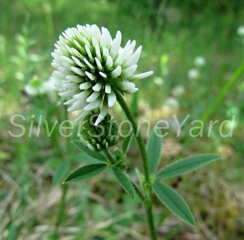 Clover White 1000000 clover seeds, Trifolium repens Ukrainian organic seeds SW801 image 1
