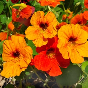 Nasturtium seeds, 50 nasturtium ALASKA, Ukrainian organic seeds, Tropaeolum seeds,SW732