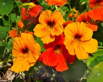 Könnte beinhalten: Nahaufnahme von orangefarbenen und roten Kapuzinerkresse-Blüten in voller Blüte. Die Blüten haben ein zartes, gekräuseltes Aussehen und sind von grünen Blättern umgeben.