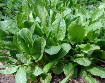 Semillas de acedera de hoja ancha, 1 g de semillas orgánicas de acedera SW344