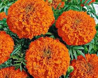 250 Marigold seeds ,Marigold Hawaii,Tagetes Flower Seeds,Striped Flower,SW16