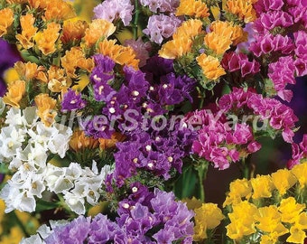 Limonium seeds, 500 Limonium vulgare seeds, Statice mix, Kermec, Ukrainian organic seeds, SW844