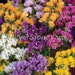 see more listings in the Flower seeds section