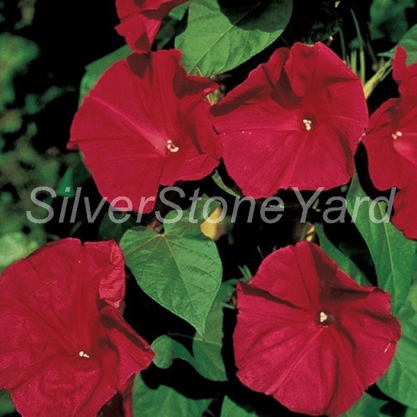 Ipomoea seeds, Morning glory Japanese SCARLET O'HARA , 1g Ukrainian organic seeds, SW721