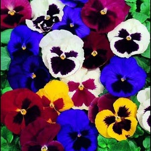 May include: A vibrant collection of pansy flowers featuring a variety of colors including deep purple, bright yellow, white, and blue. Each flower displays a distinct dark central blotch and rounded petals, all nestled among lush green foliage.