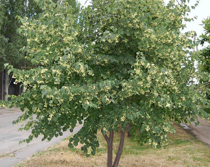 5 Tilia Mandshurica Seeds,linden Tree Seeds,medicinal Tree,sw67 Etsy