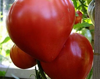 Tomato seeds, Bull heart red tomato seeds,  0,2 g Ukrainian organic seeds  SW258