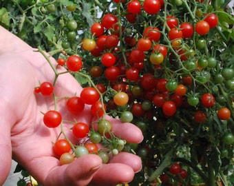 Tomato seeds, 100 Tomato Currant Red seeds  Ukrainian organic seeds, SW444