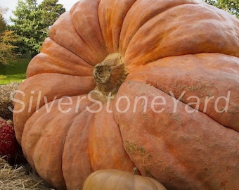 Zucca seёds 500 zucca Atlantic Giant, org@nic SW810