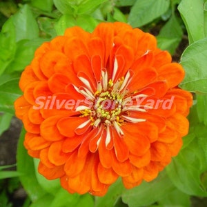 Zinnia Seeds, 70 zinnia seeds, Zinnia Graceful ELDORADO, Ukrainian organic seeds, SW748