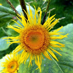 Semillas de helenio, 100 000 semillas de helenio, hierba medicinal, semillas orgánicas ucranianas, SW41