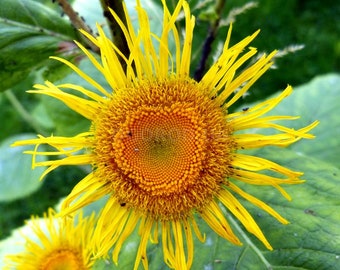 Nasiona omanu wielkiego, 100 sztuk Inula Helenium, rzadkie, tradycyjne nasiona organiczne z Ukrainy SW41+track N