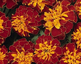 Semillas de caléndula, 2000 Marigolds Tigers Eye, Tagetes, Flor rayada, Semillas orgánicas ucranianas SW15