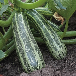 Zucchini Zebra, 3 g organic zucchini ,green squash, SW696