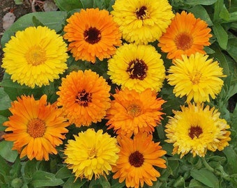 200 Calendula seeds,Calendula officinalis,SW210