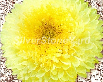 Semillas de aster, 120 semillas de aster raras, Aster pompon Radiance, semillas orgánicas ucranianas, SW935