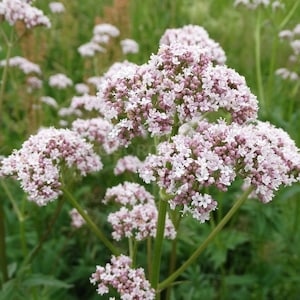 5000 Valeriana Officinalis seeds,Medicinal Herb,bulk seeds Ukrainian organic seeds,SW43