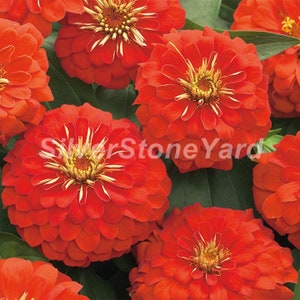 Zinnia Seeds, 500 Super Mix Attraction, Crimson Monarch, Moonstone  Ukrainian organic seeds, SW866