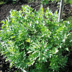Puede incluir: Primer plano de una planta verde de hojas con un tronco de árbol marrón en el fondo.