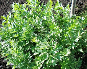 Semillas de Levisticum 150 Levisticum officinale, Lovage, Hierba medicinal, Semillas orgánicas ucranianas SW141