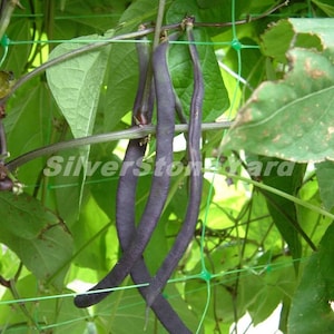 Asparagus bean seeds, 50 Purple Tippy asparagus bean seeds, purple beans, Ukrainian organic seeds SW993