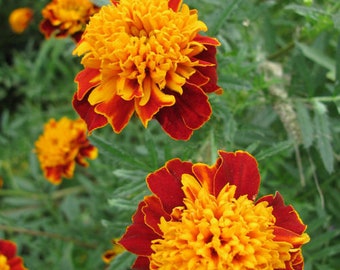 Marigold GOLD COPFEN , 0,5g Semillas de Marigold ,Tagetes Flower Seeds; SW454