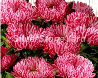 Asterzaden, 100 zeldzame laagblijvende asterzaden, Aster Contraster rood, org@nic seёds SW932