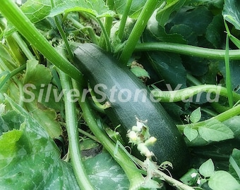 Zucchini seeds 500 green squash seeds, Rare seeds Zucchini Mavr, Ukrainian organic seeds SW897