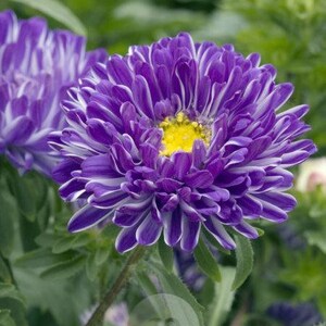 Könnte beinhalten: Nahaufnahme einer lila-weißen Aster-Blume mit gelber Mitte. Die Blume blüht und hat ein zartes, geschichtetes Aussehen.