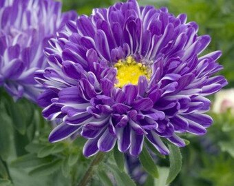 Aster Contrastblauw, Asterviolet, 0,2 gr Asterzaden; SW451