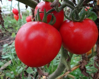 Tomato seeds, 0,1g Tomato Riddle seeds, Ukrainian organic seeds SW424+ track N