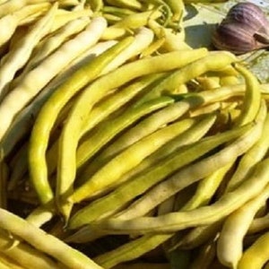 Può includere: Primo piano di un mucchio di fagiolini gialli freschi. I fagiolini sono di un colore giallo vibrante, alcuni mostrano una leggera sfumatura verde. Uno spicchio d'aglio è visibile sullo sfondo. I fagiolini sembrano appena raccolti.