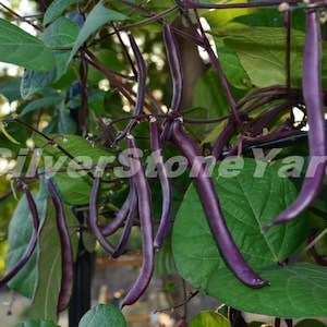 Asparagus bean seeds, 50 Blauhilde asparagus bean seeds, purple beans, Ukrainian organic seeds SW992