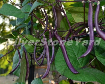 Semillas de judías espárrago, 20 semillas de judías espárrago Blauhilde, judías moradas, semillas orgánicas ucranianas SW992