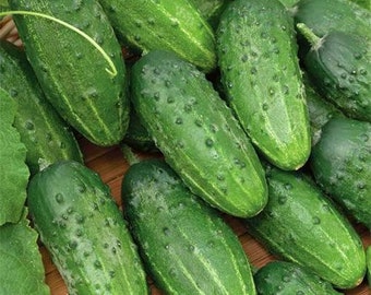 Cucumber seeds,  30000 rare seeds Monastery Cucumber, heirloom, Ukrainian organic seeds, SW418