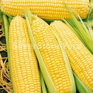 Corn seeds  10000 seeds, Sugar Corn, Ukrainian organic seeds  SW956