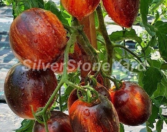 Tomato seeds, 300000 seeds Tomato Gargamel, Ukrainian organic seeds, SW870