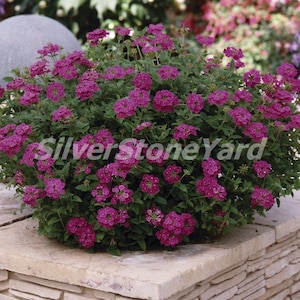 Verbenazaden, 125 zaden Verbena ampel, verbena lilablauw, Oekraïense biologische zaden SW745